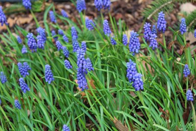 Muscari neglectum - modřenec hroznatý